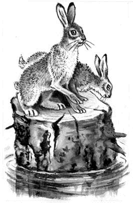 Длиннохвостые разбойники Длиннохвостые разбойники