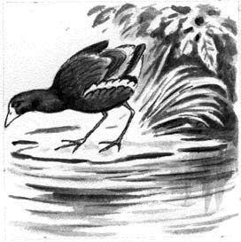 Длиннохвостые разбойники Длиннохвостые разбойники