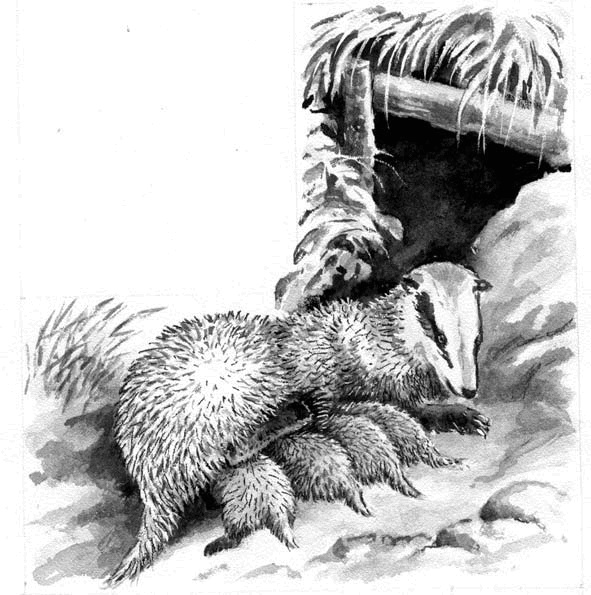 Длиннохвостые разбойники Длиннохвостые разбойники