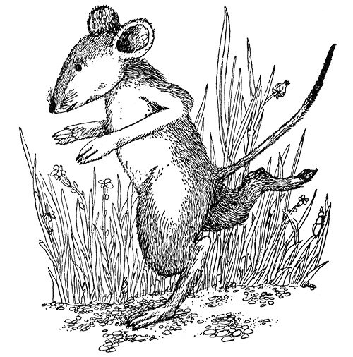 Татуированный пес Татуированный пес