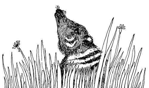 Татуированный пес Татуированный пес