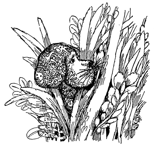 Татуированный пес Татуированный пес