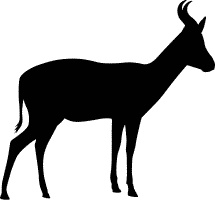 Сюрпризы и опасности Сюрпризы и опасности