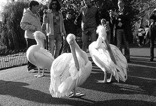 Секс, игра и шоколад. Удовольствия и пристрастия Секс, игра и шоколад. Удовольствия и пристрастия