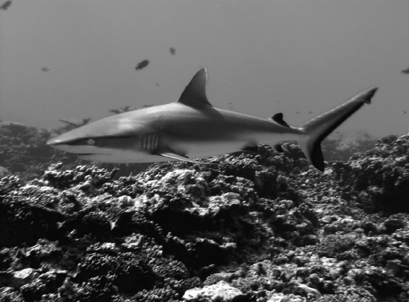 Земля без людей