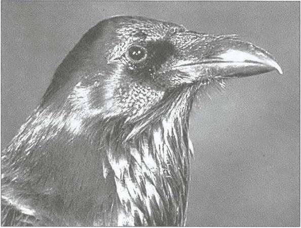 Тайны древних бриттов