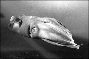 Секс, водка, потанцуем? Природа удовольствий