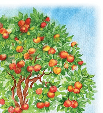 Яблочная сказка Яблочная сказка