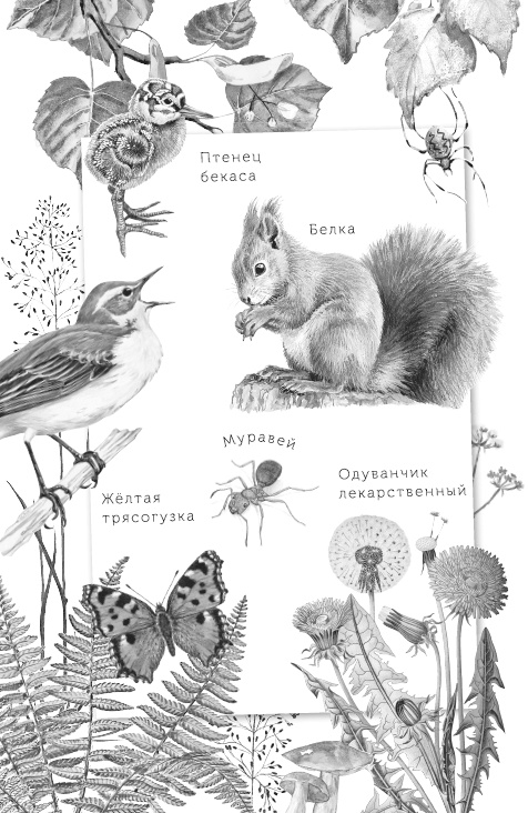 Лесные шорохи Лесные шорохи