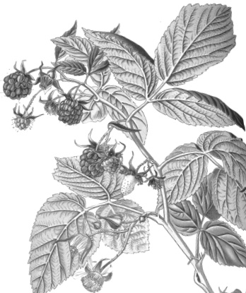 Лесные шорохи Лесные шорохи