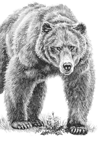 Лесные шорохи Лесные шорохи