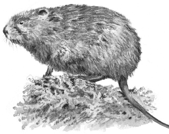 Лесные шорохи Лесные шорохи