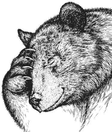 Лесные шорохи Лесные шорохи