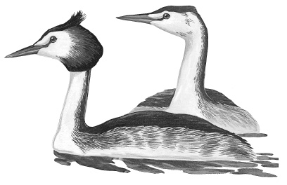 Лесные шорохи Лесные шорохи