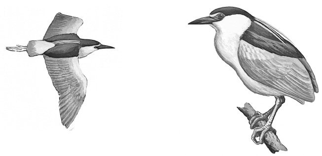 Лесные шорохи Лесные шорохи