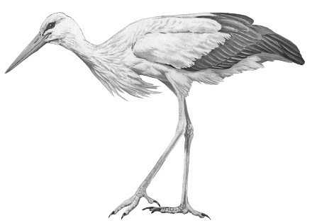 Лесные шорохи Лесные шорохи