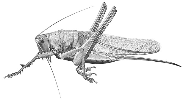 Лесные шорохи Лесные шорохи
