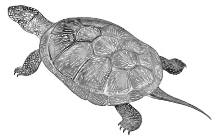 Лесные шорохи Лесные шорохи