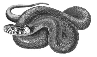 Лесные шорохи Лесные шорохи