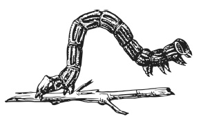 Лесные шорохи Лесные шорохи