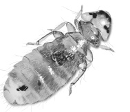 Лесные шорохи Лесные шорохи