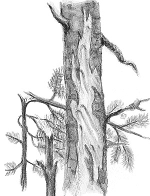 Лесные шорохи