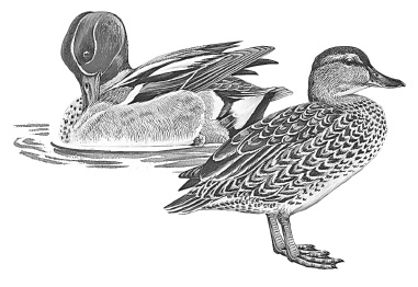 Лесные шорохи Лесные шорохи