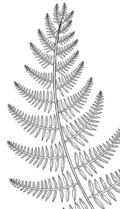 Лесные шорохи Лесные шорохи