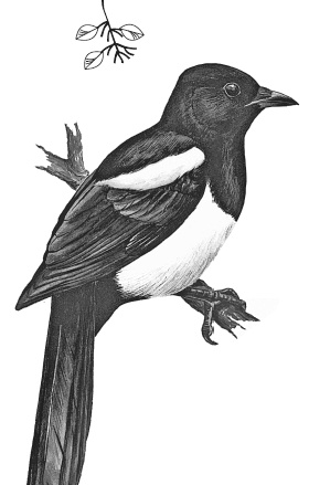 Лесные шорохи Лесные шорохи