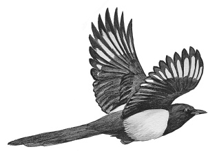 Лесные шорохи Лесные шорохи