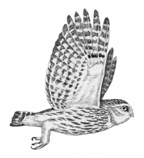 Лесные шорохи Лесные шорохи