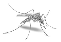 Лесные шорохи Лесные шорохи