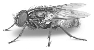 Лесные шорохи Лесные шорохи