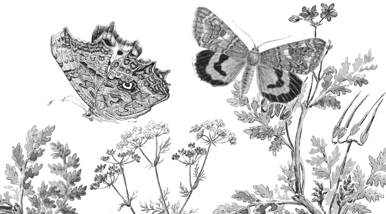 Лесные шорохи Лесные шорохи