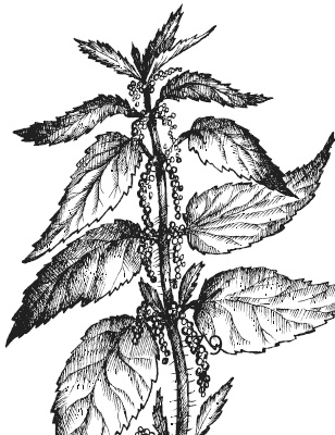 Лесные шорохи Лесные шорохи