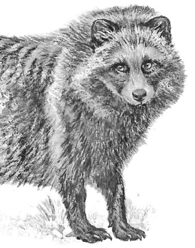 Лесные шорохи