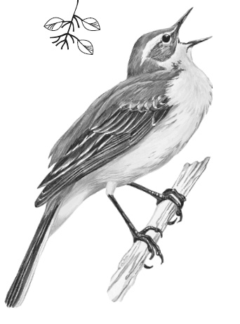 Лесные шорохи