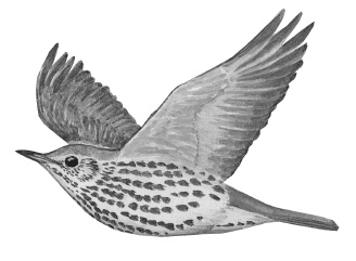 Лесные шорохи Лесные шорохи