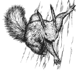 Лесные шорохи Лесные шорохи