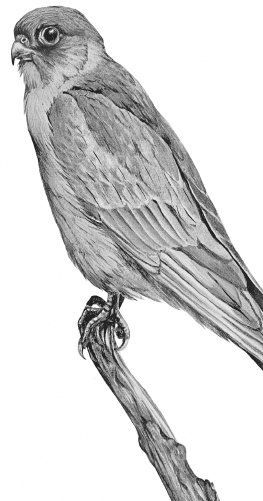 Лесные шорохи Лесные шорохи