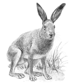 Лесные шорохи Лесные шорохи