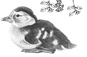 Лесные шорохи Лесные шорохи