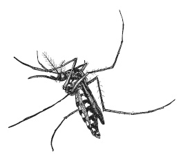 Лесные шорохи Лесные шорохи