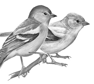 Лесные шорохи Лесные шорохи