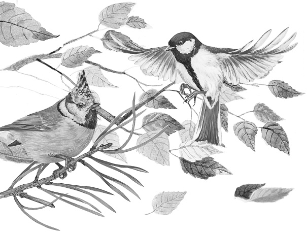 Лесные шорохи Лесные шорохи