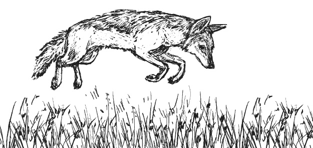 Лесные шорохи Лесные шорохи