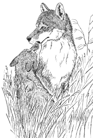 Лесные шорохи Лесные шорохи