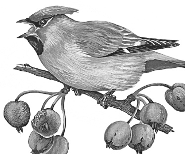 Лесные шорохи Лесные шорохи