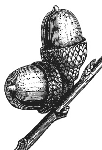 Лесные шорохи Лесные шорохи