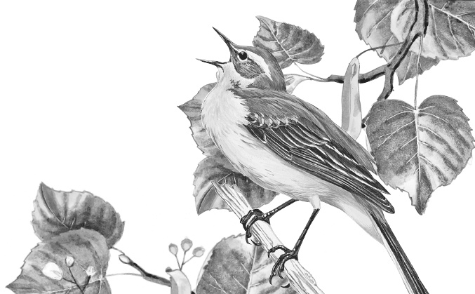 Лесные шорохи